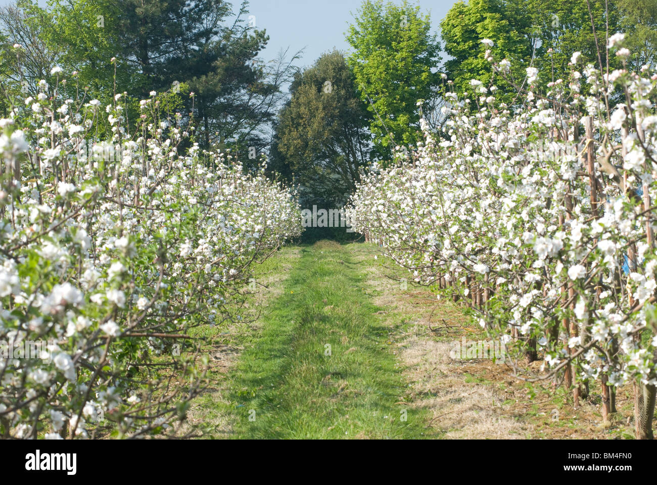 Meleto in tarda primavera, East Anglia, England, Regno Unito Foto Stock