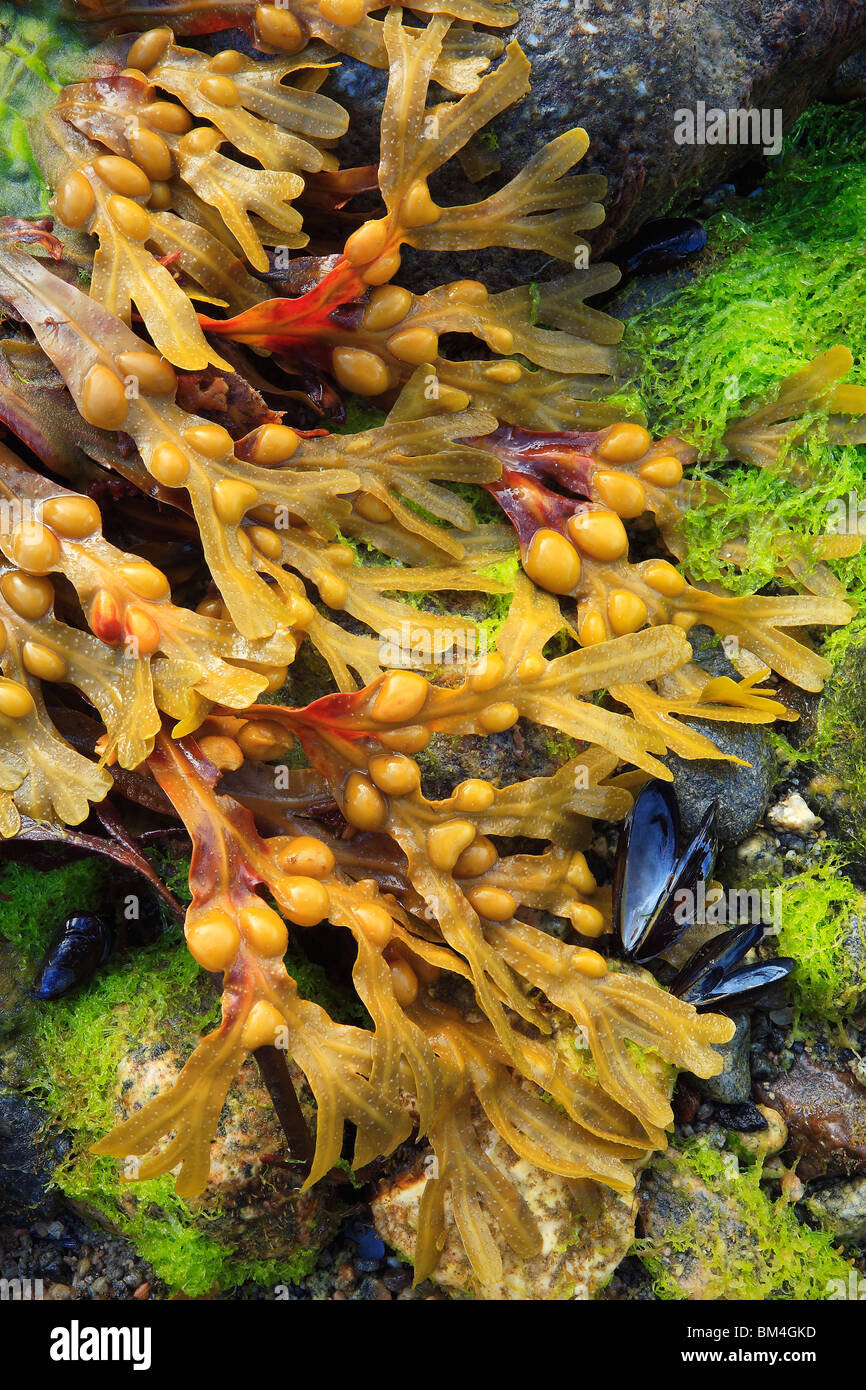Ancora la vita delle colorate le alghe, muschi e gusci di cozze nei pressi di Leikanger lungo le rive del Sognefjord in Norvegia Foto Stock