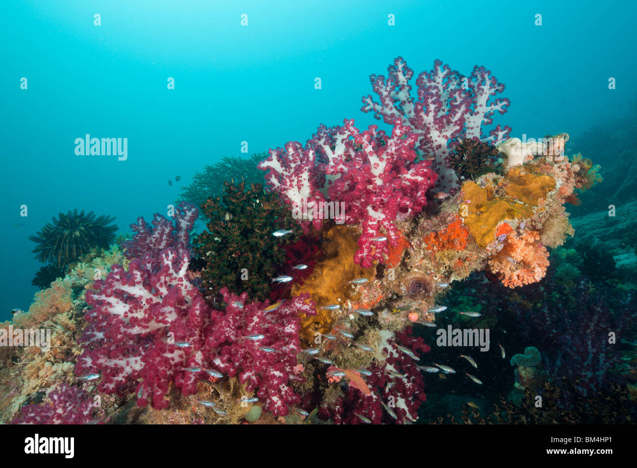 Rossi coralli molli a Coral Reef, Dendronephthya sp., Raja Ampat, Papua occidentale, in Indonesia Foto Stock