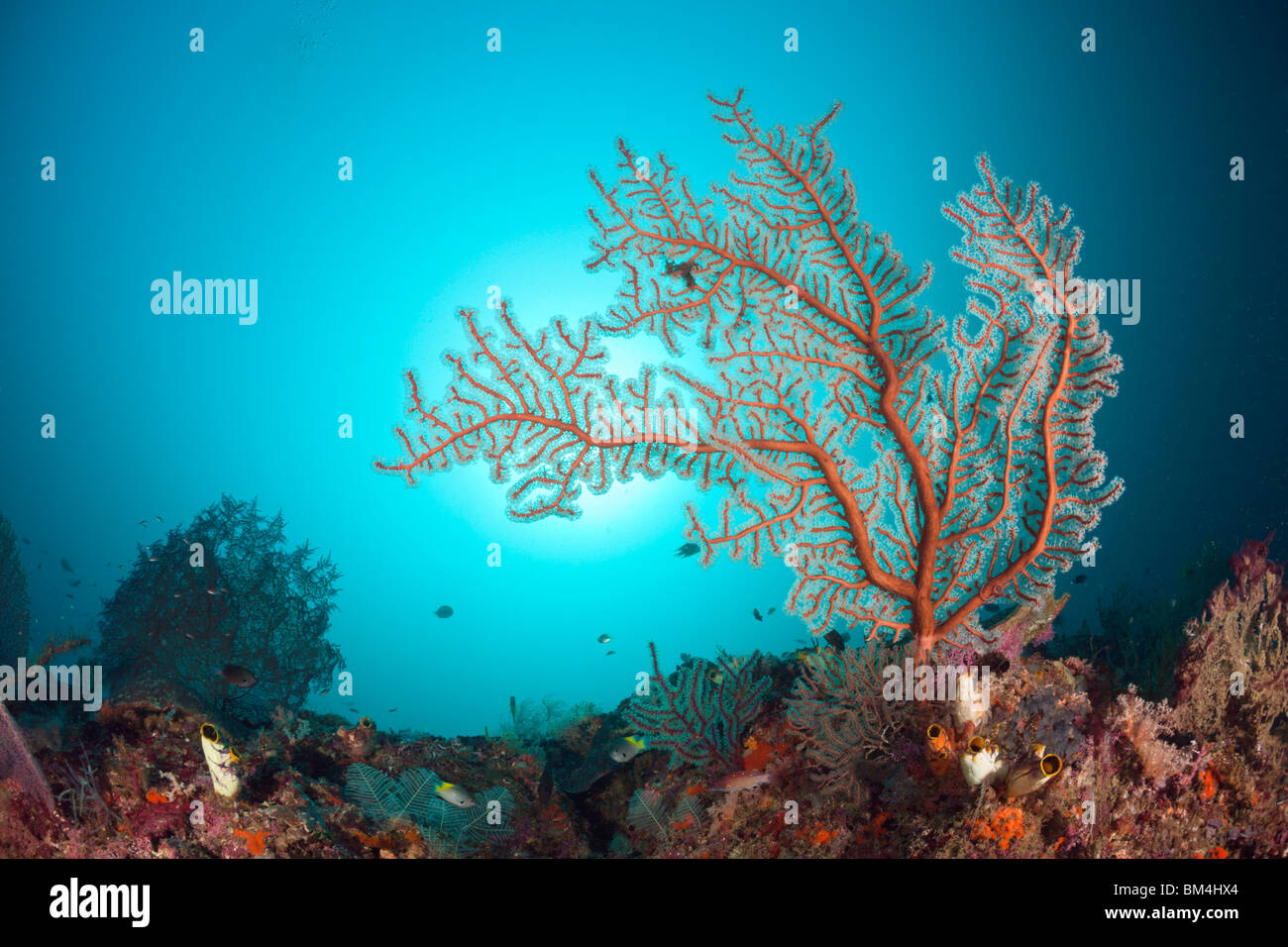 Ventilatore di mare in Coral Reef, Raja Ampat, Papua occidentale, in Indonesia Foto Stock