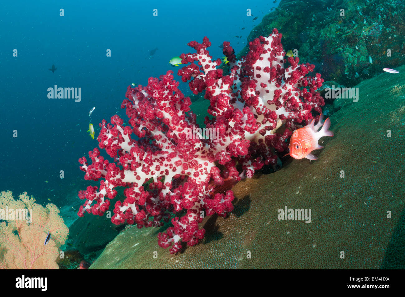 Rosso corallo morbido, Dendronephthya sp., Raja Ampat, Papua occidentale, in Indonesia Foto Stock