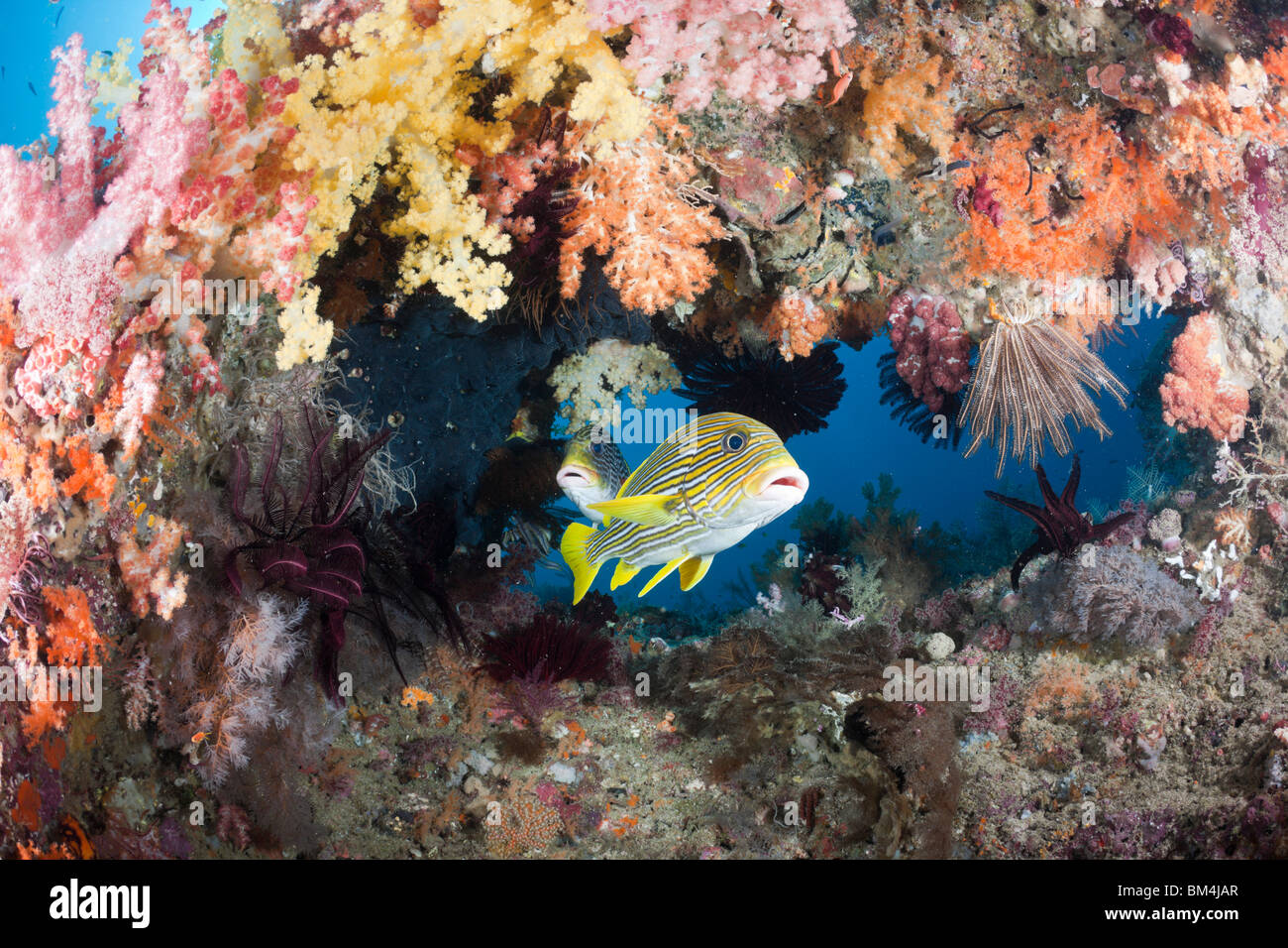 Giallo-nastro Sweetlips tra coralli molli, Plectorhinchus polytaenia Raja Ampat, Papua occidentale, in Indonesia Foto Stock