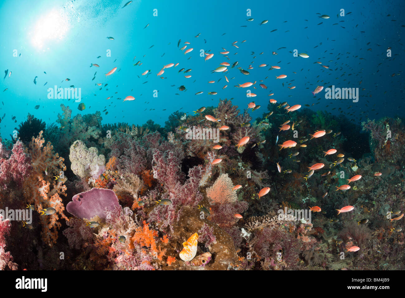 Anthias sulla barriera corallina, Pseudanthias cheirospilos Raja Ampat, Papua occidentale, in Indonesia Foto Stock