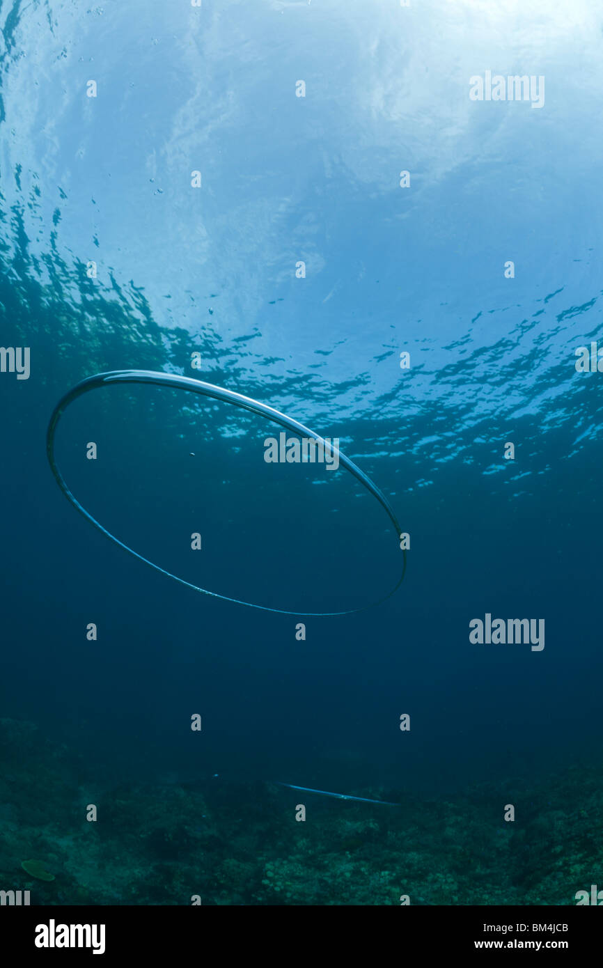 Anello di bolla realizzata dal subacqueo in immersione subacquea, Raja Ampat, Papua occidentale, in Indonesia Foto Stock