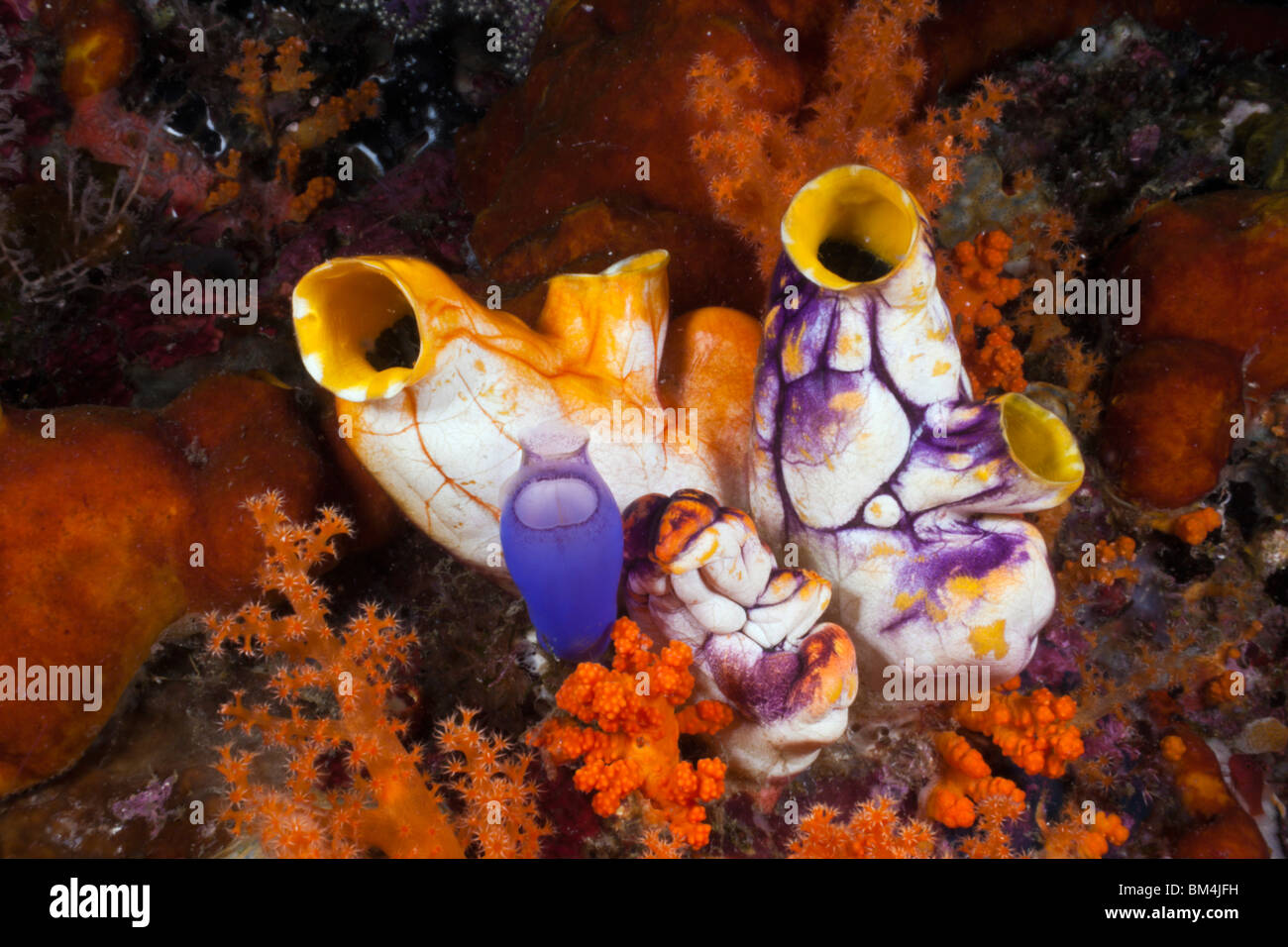 Golden Tunicate tra coralli molli, Polycarpa aurata, Raja Ampat, Papua occidentale, in Indonesia Foto Stock
