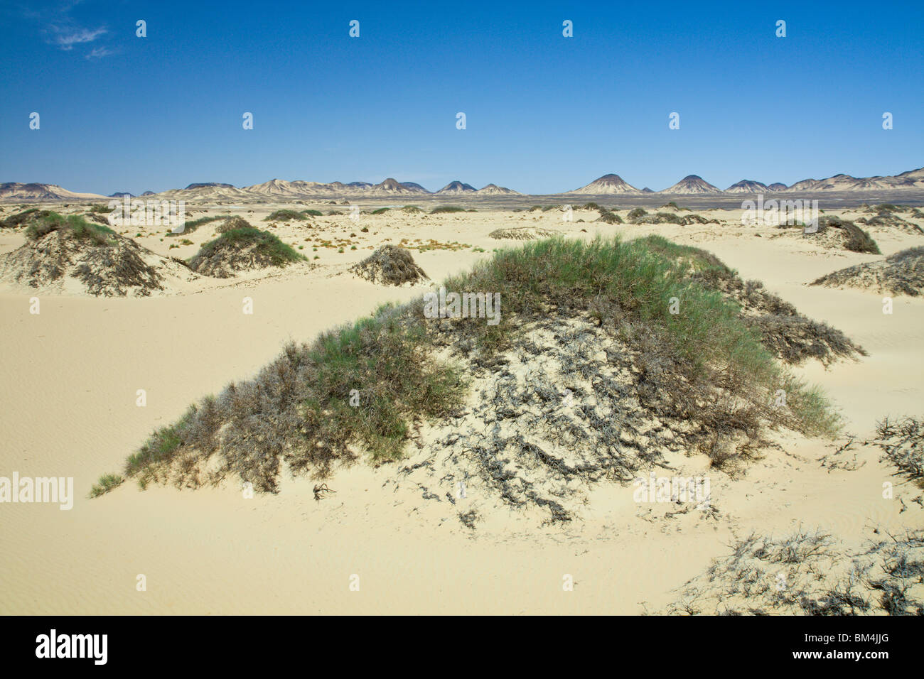 Deserto vicino a Bahariya oasi nel deserto libico, Egitto Foto Stock
