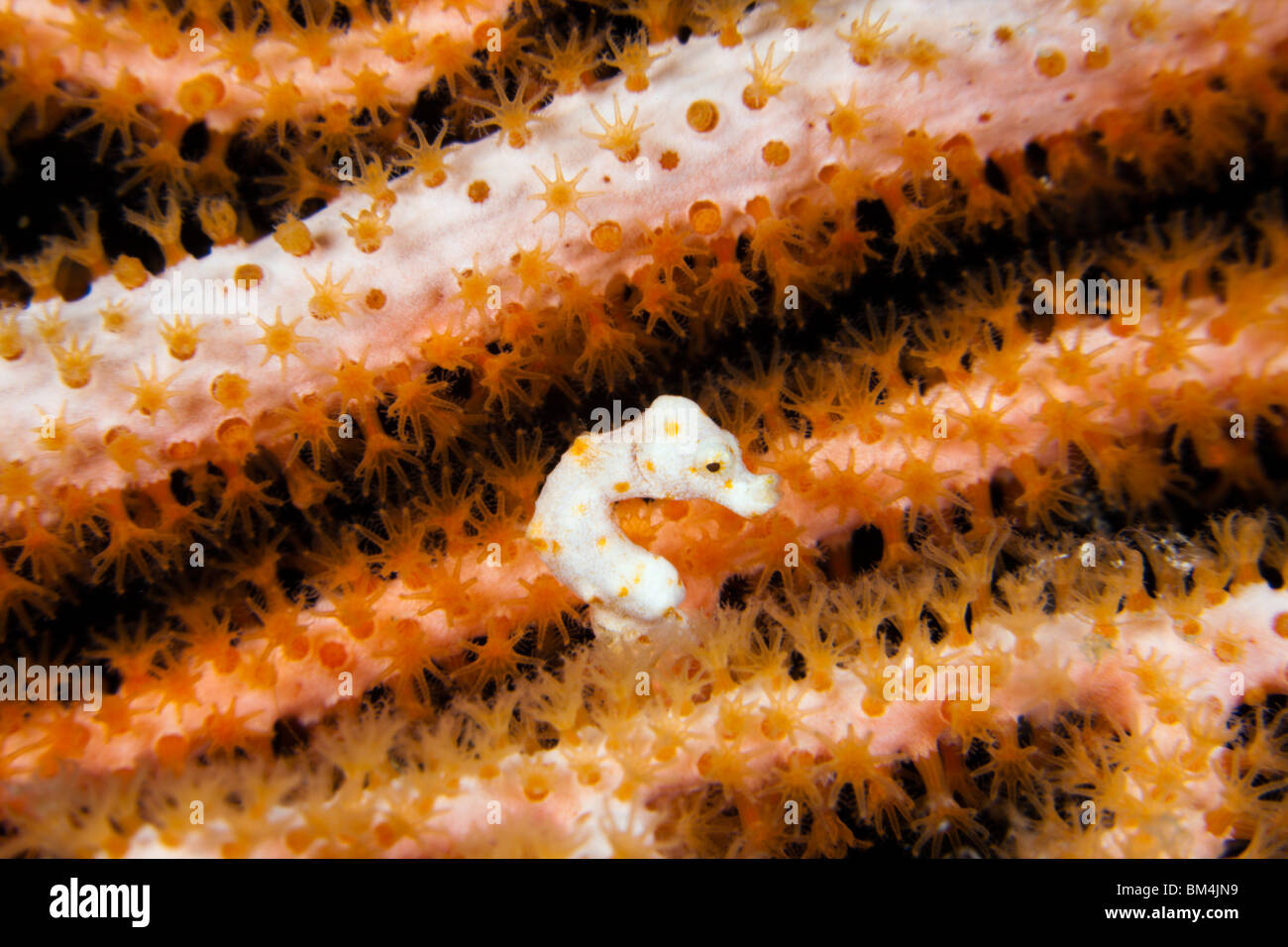 Denise cavalluccio marino pigmeo, Hippocampus denise, Raja Ampat, Papua occidentale, in Indonesia Foto Stock