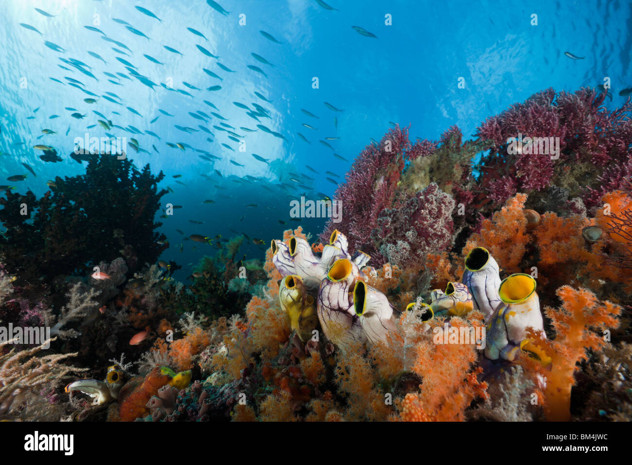 Una sana Coral Reef, Raja Ampat, Papua occidentale, in Indonesia Foto Stock