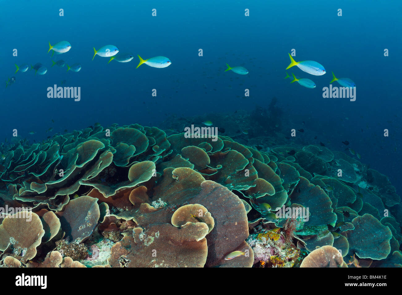 La lattuga Coral Reef, Turbinaria mesenterina Raja Ampat, Papua occidentale, in Indonesia Foto Stock