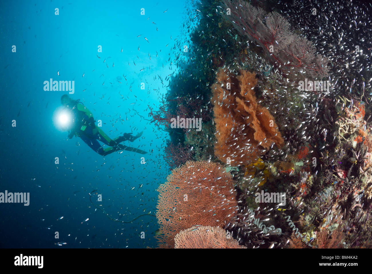 Scuba Diver e Scopa pigmeo, Parapriacanthus ransonneti Raja Ampat, Papua occidentale, in Indonesia Foto Stock