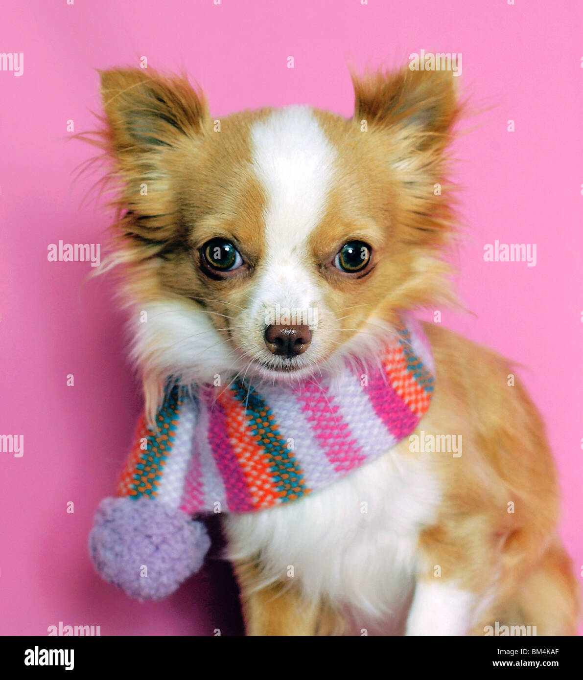 Cane Chihuahah indossando sciarpa Foto Stock