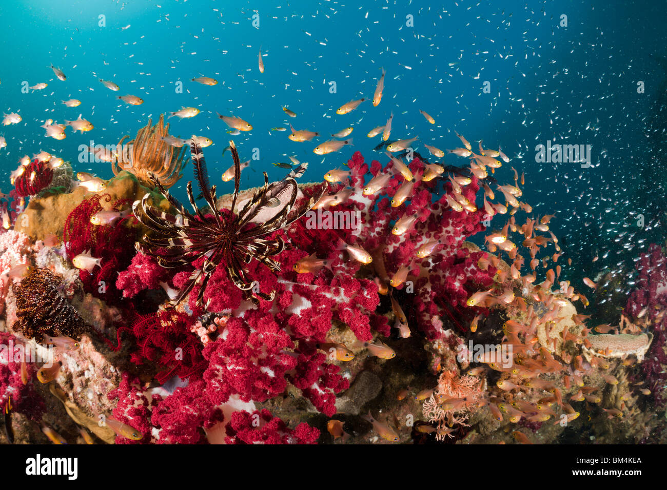 Twinspot Cardinalfish in coralli molli, Archamia biguttata Raja Ampat, Papua occidentale, in Indonesia Foto Stock