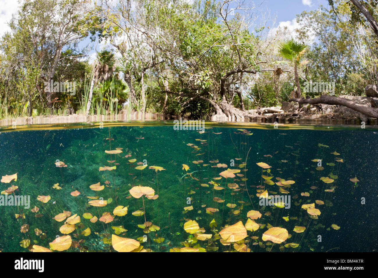Water Lilies in Car Wash Cenote Aktun Ha, Tulum, la penisola dello Yucatan, Messico Foto Stock