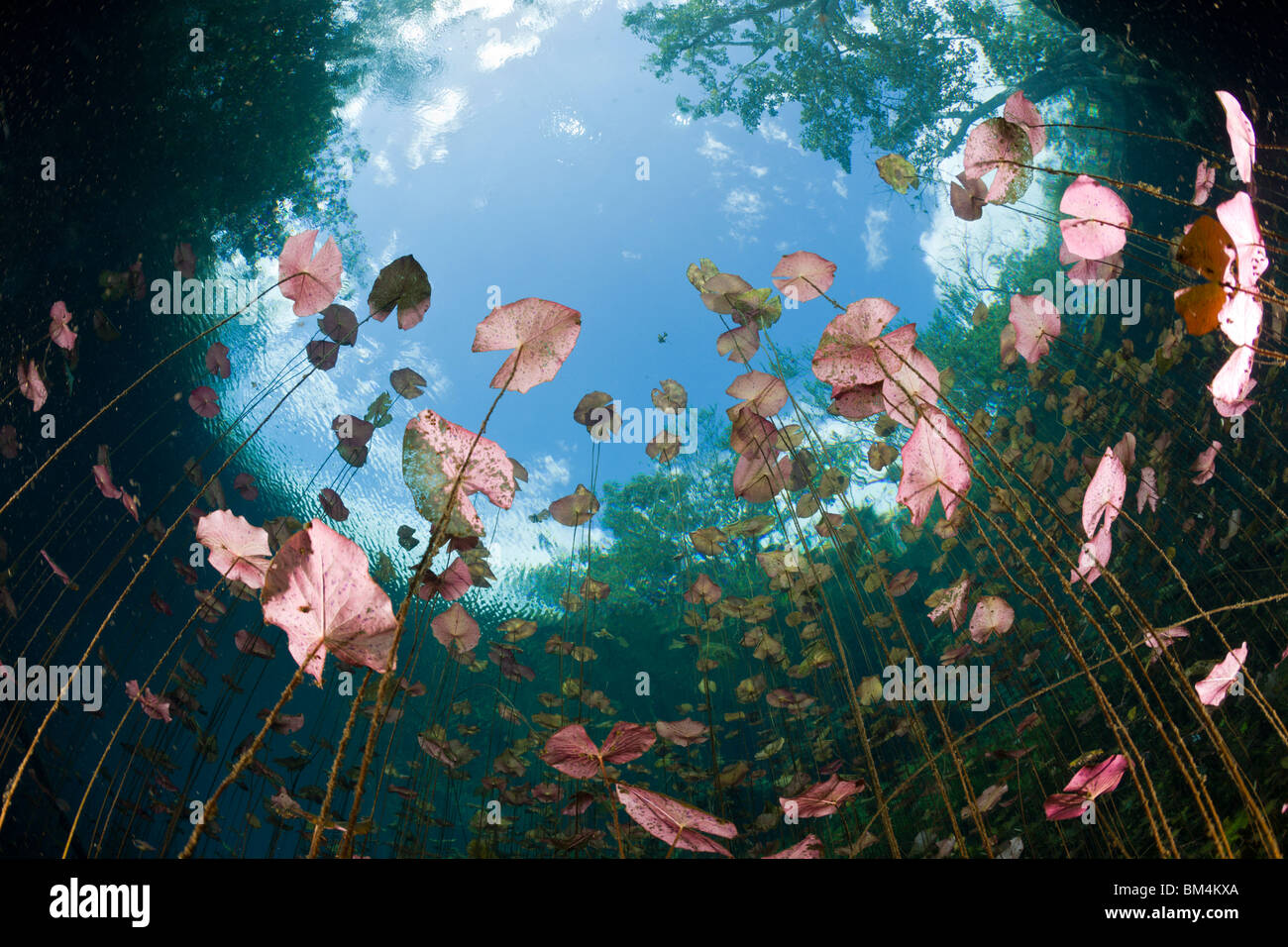 Water Lilies in Car Wash Cenote Aktun Ha, Tulum, la penisola dello Yucatan, Messico Foto Stock