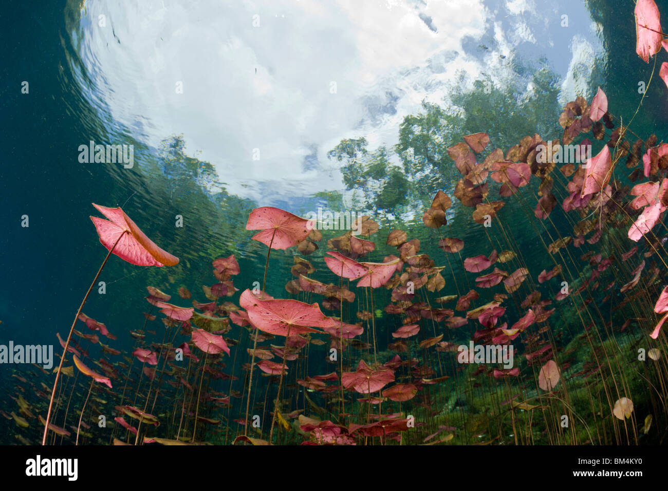 Water Lilies in Car Wash Cenote Aktun Ha, Tulum, la penisola dello Yucatan, Messico Foto Stock