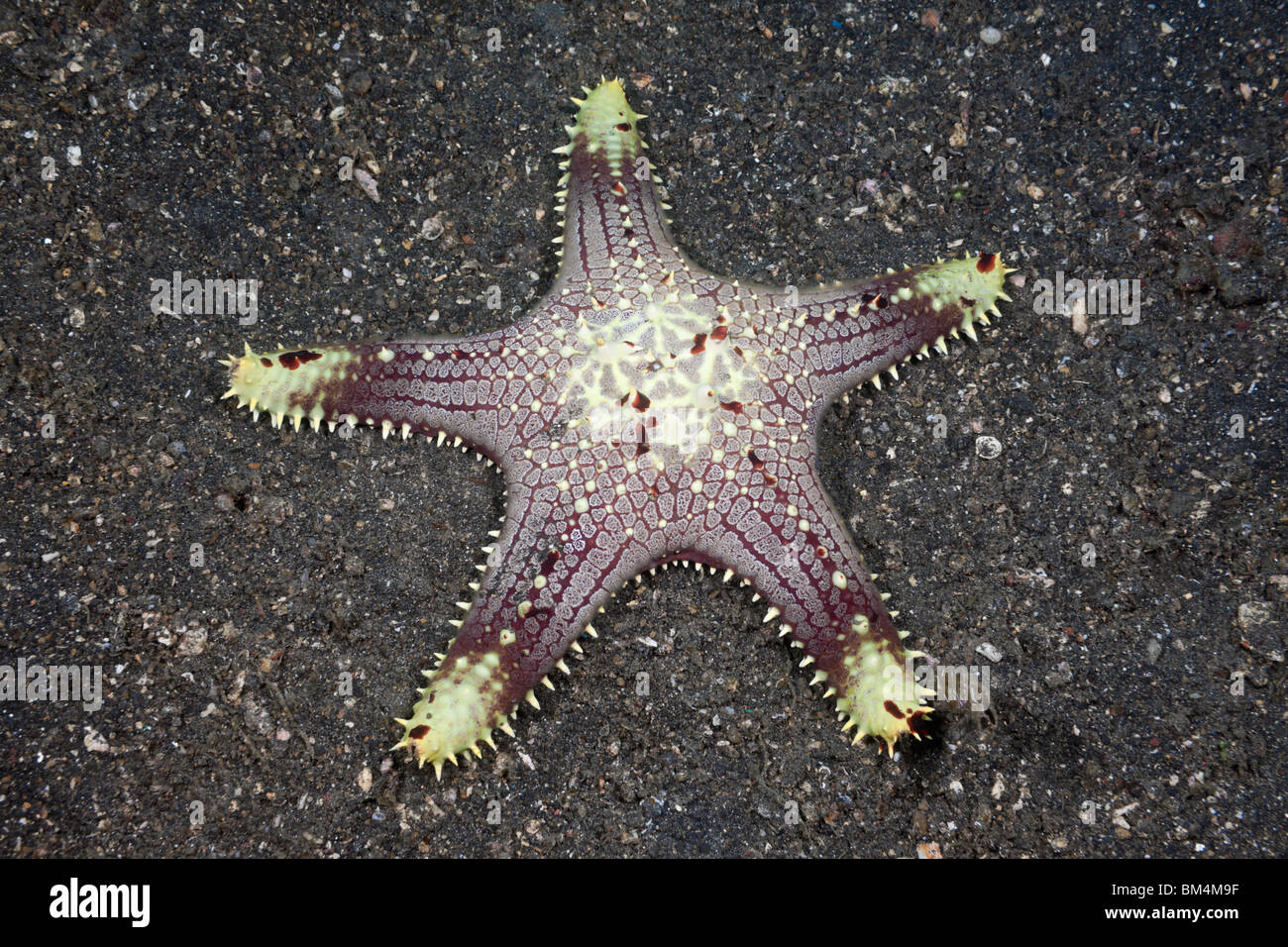 Starfish sulla sabbia, Lembeh strait, Nord Sulawesi, Indonesia Foto Stock
