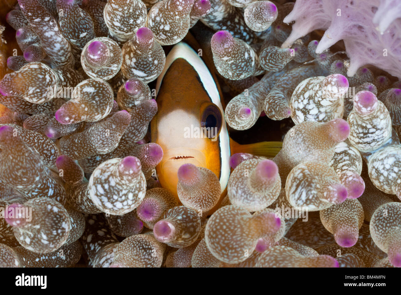 Clarks Anemonefish in bolla Anemone, Amphiprion clarkii, Entacmaea quadricolor, Lembeh strait, Nord Sulawesi, Indonesia Foto Stock