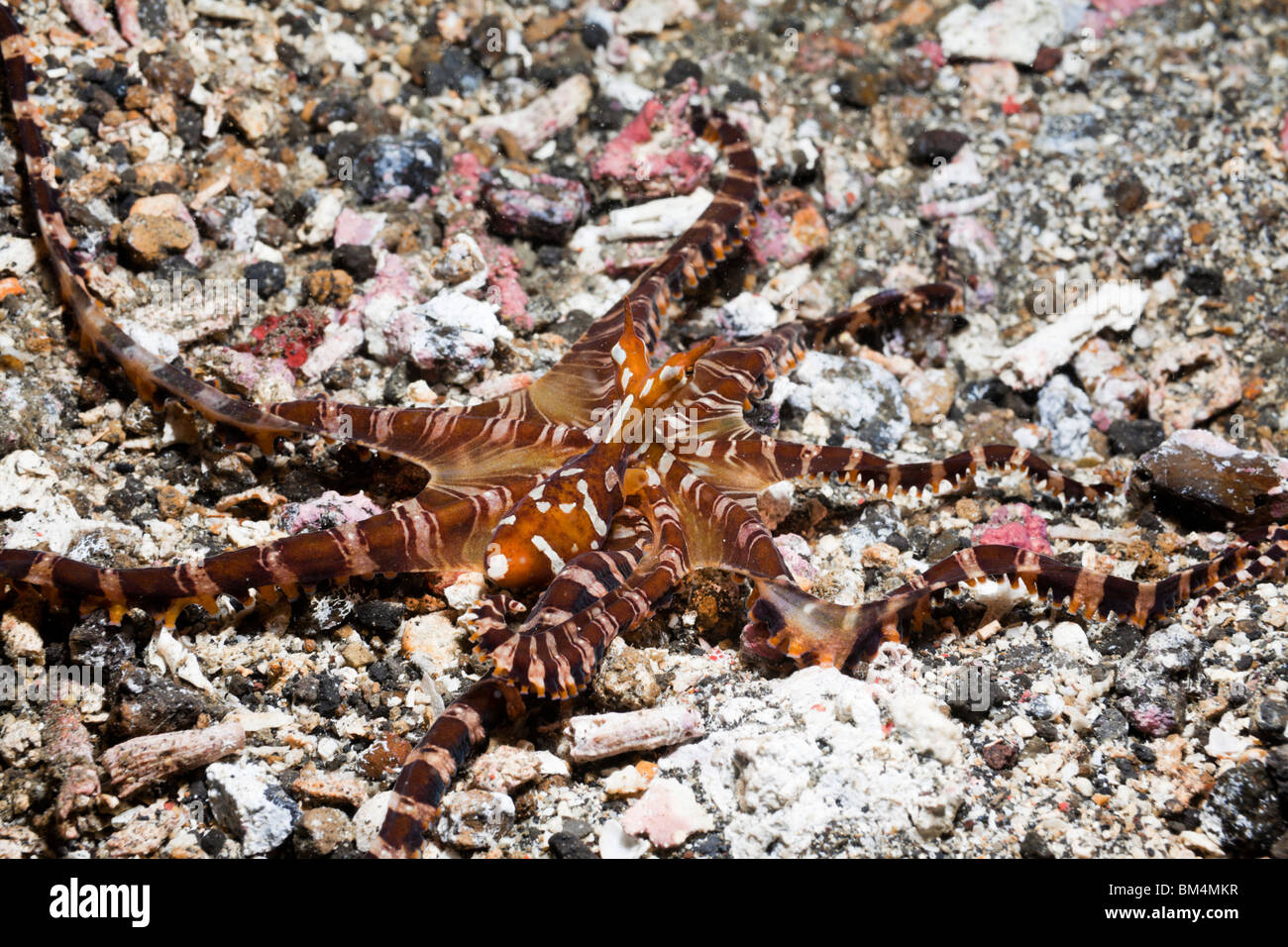 Wonderpus Octopus, Wunderpus photogenicus, Lembeh strait, Nord Sulawesi, Indonesia Foto Stock