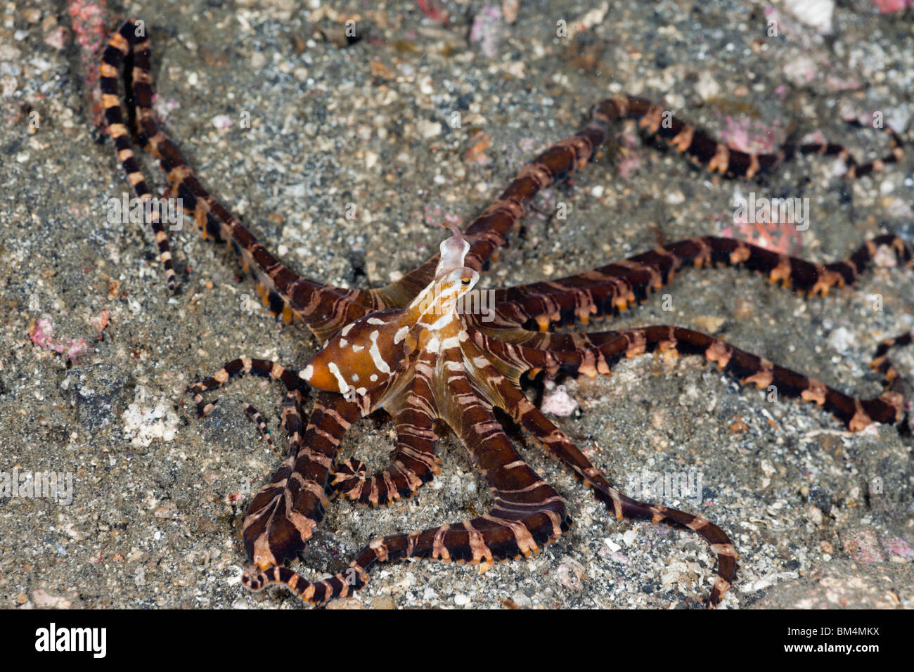 Wonderpus Octopus, Wunderpus photogenicus, Lembeh strait, Nord Sulawesi, Indonesia Foto Stock