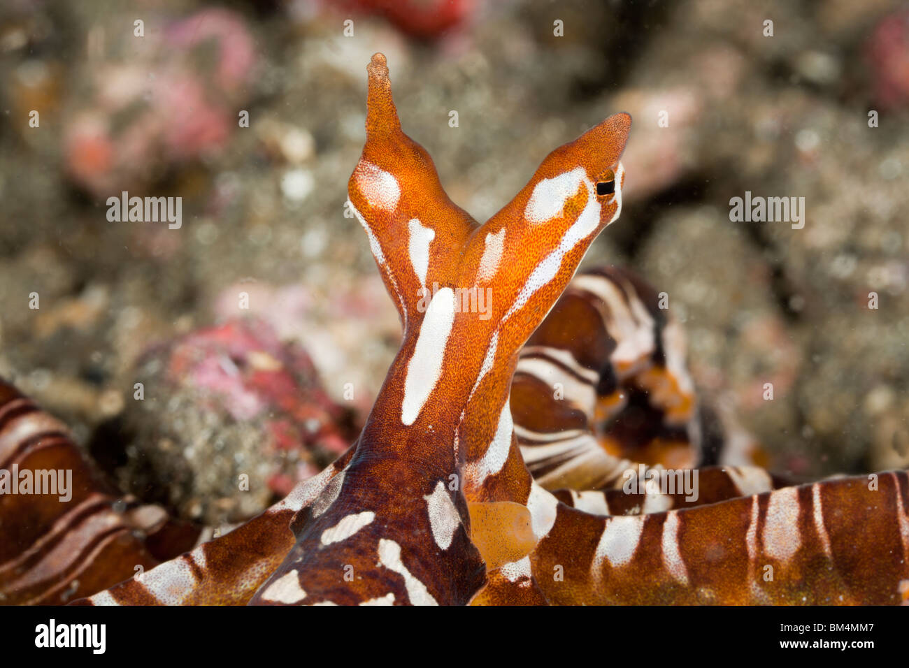 Wonderpus Octopus, Wunderpus photogenicus, Lembeh strait, Nord Sulawesi, Indonesia Foto Stock