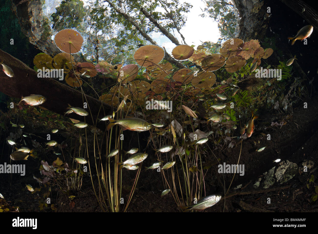Water Lilies e secca di Tetra in Gran Cenote, Astyanax aeneus, Tulum, la penisola dello Yucatan, Messico Foto Stock