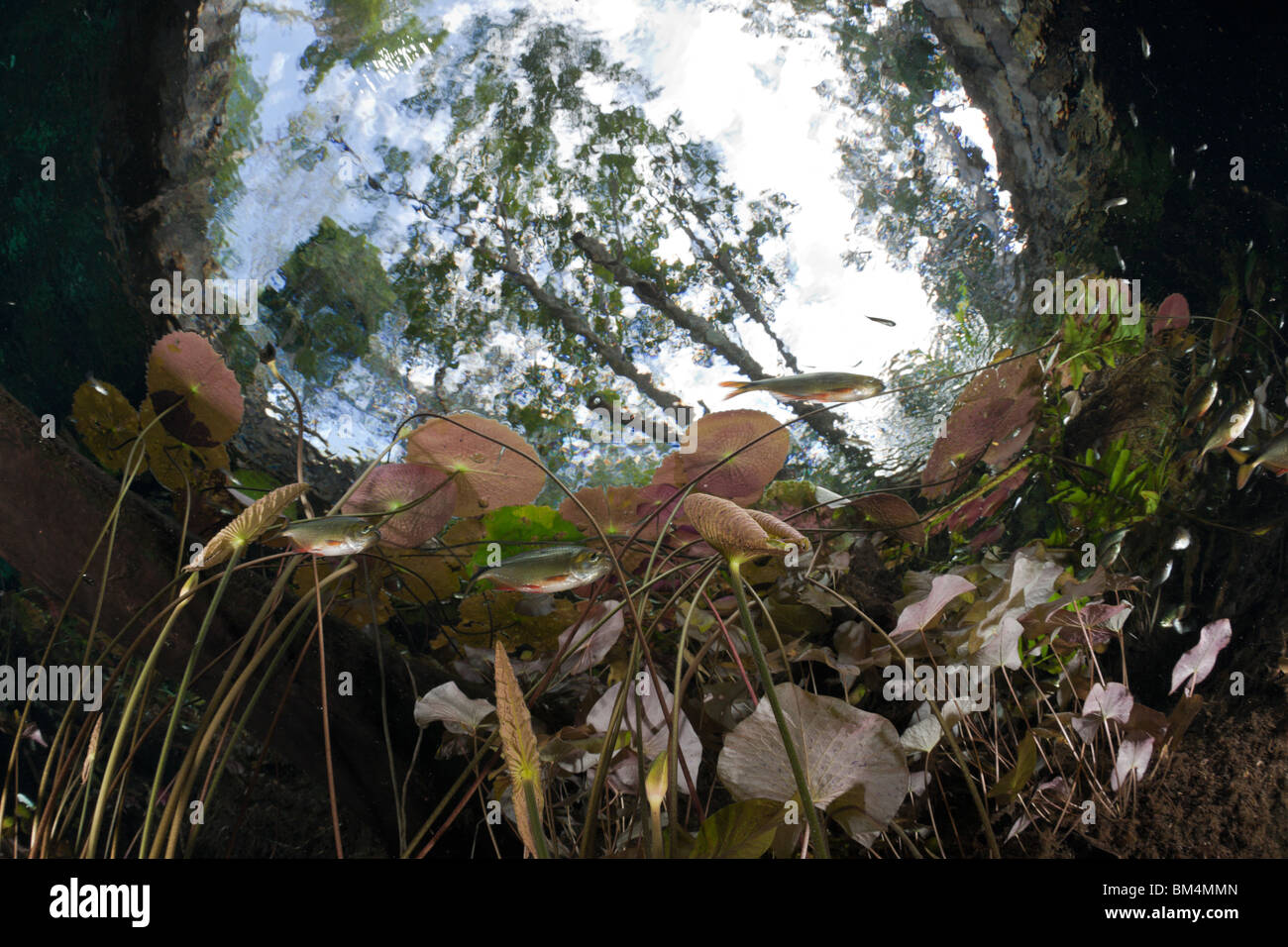 Water Lilies e secca di Tetra in Gran Cenote, Astyanax aeneus, Tulum, la penisola dello Yucatan, Messico Foto Stock