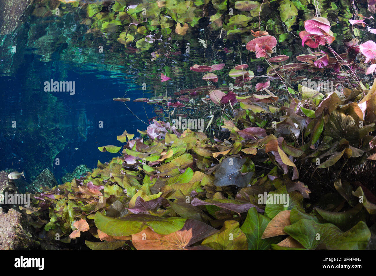 Water Lilies in Gran Cenote, Tulum, la penisola dello Yucatan, Messico Foto Stock