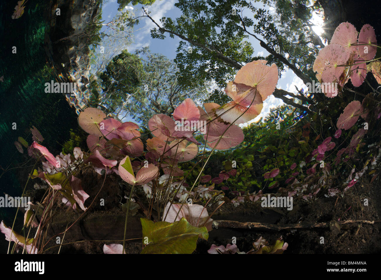 Water Lilies in Gran Cenote, Tulum, la penisola dello Yucatan, Messico Foto Stock
