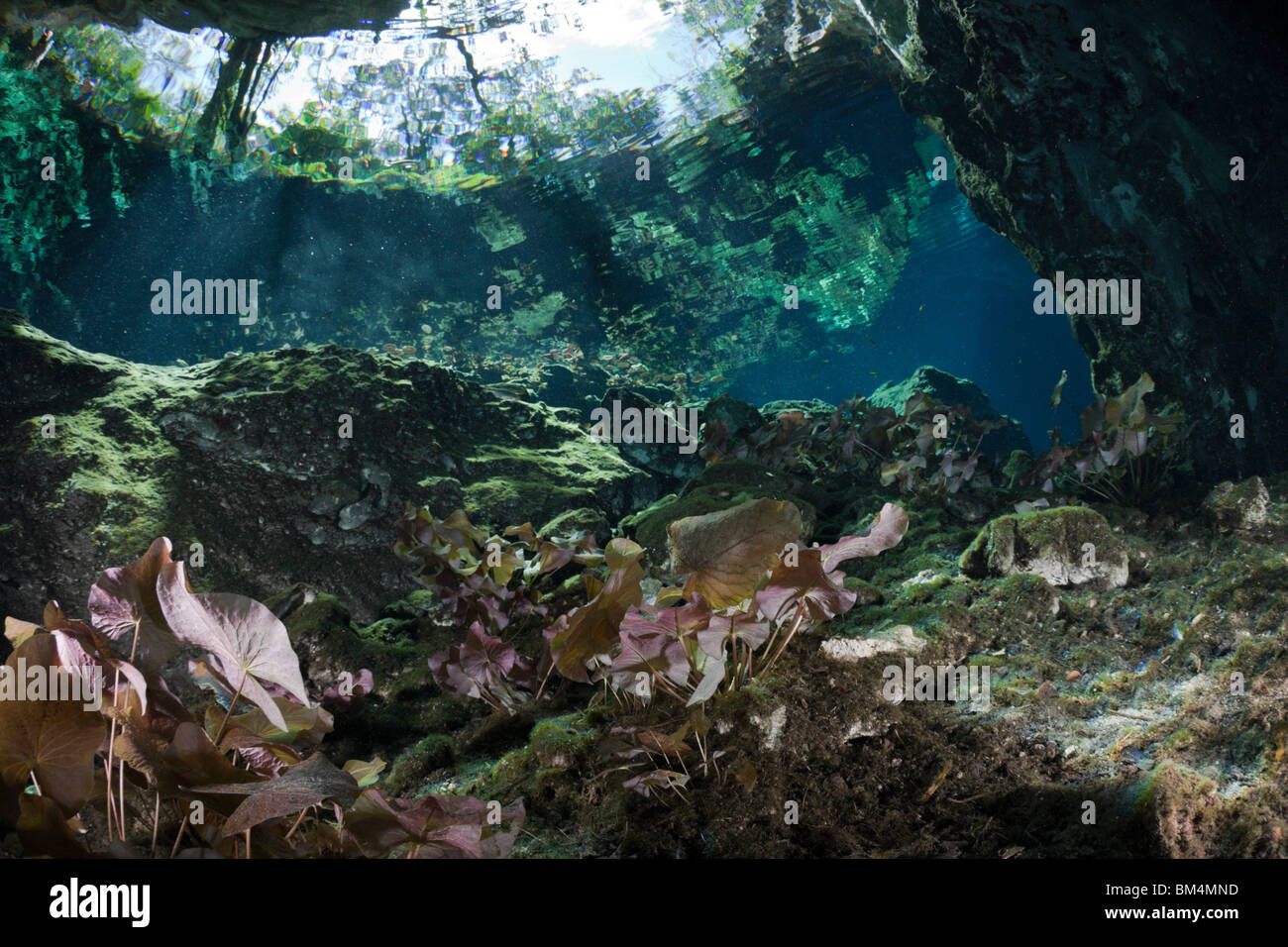 Banche di Gran Cenote, Tulum, la penisola dello Yucatan, Messico Foto Stock