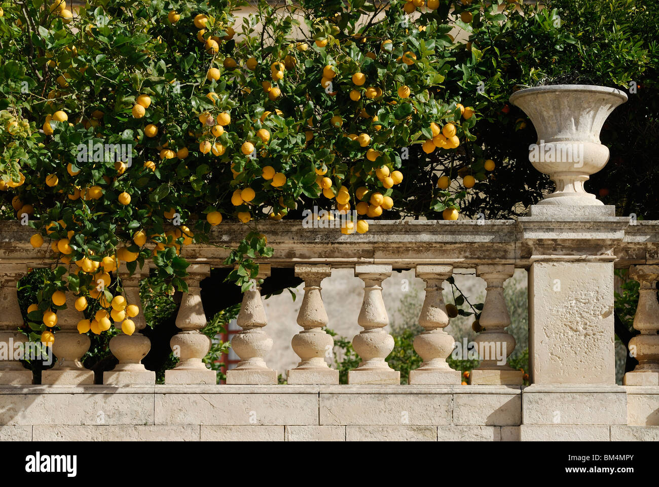 Siracusa / Siracusa. Sicilia. L'Italia. Ortigia. Lemon Tree, Piazza del Duomo. Foto Stock