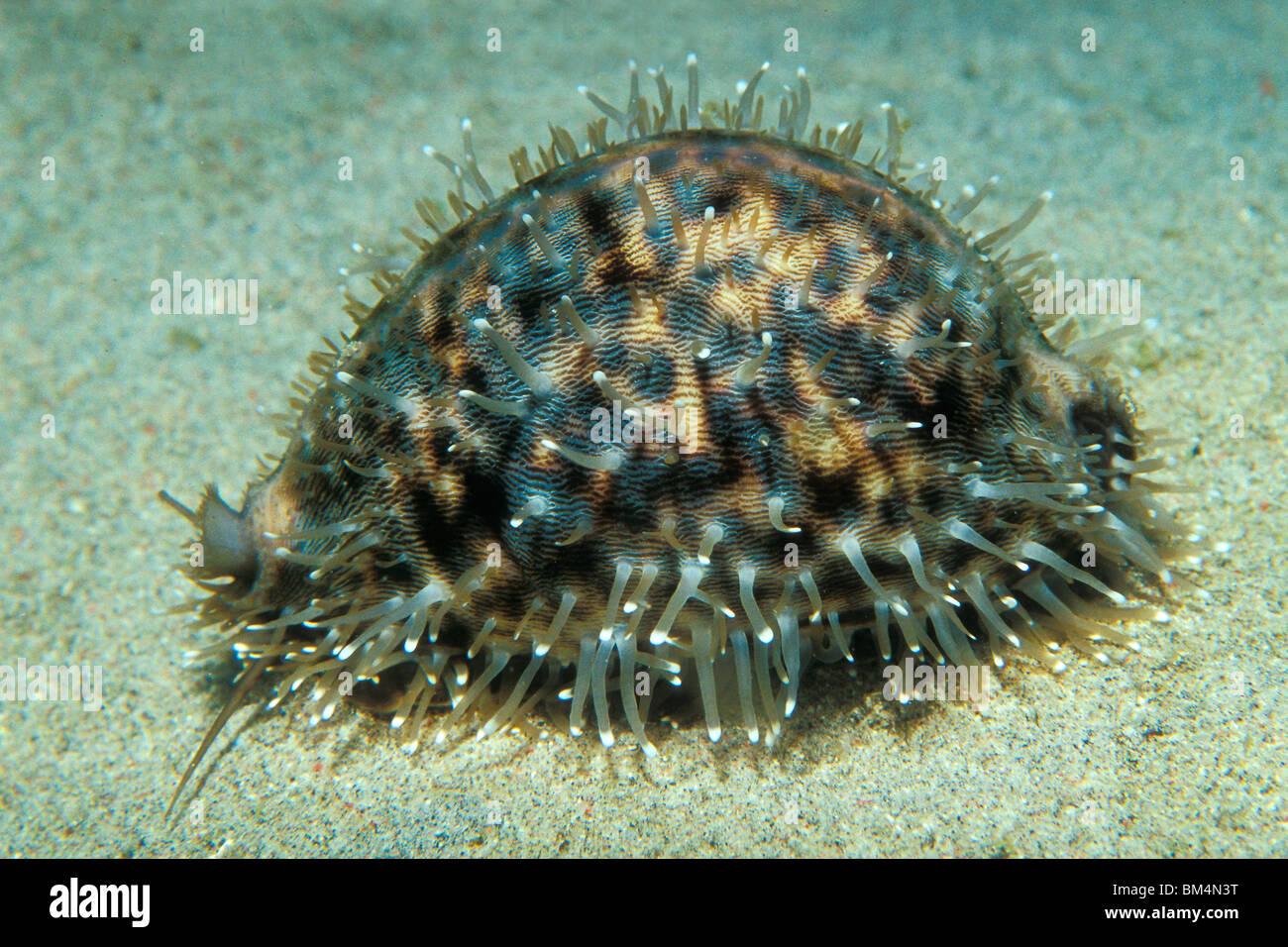 Tiger Cowrie lumaca, Cypraea tigri, Puerto Galera, Mindoro Island, Filippine Foto Stock