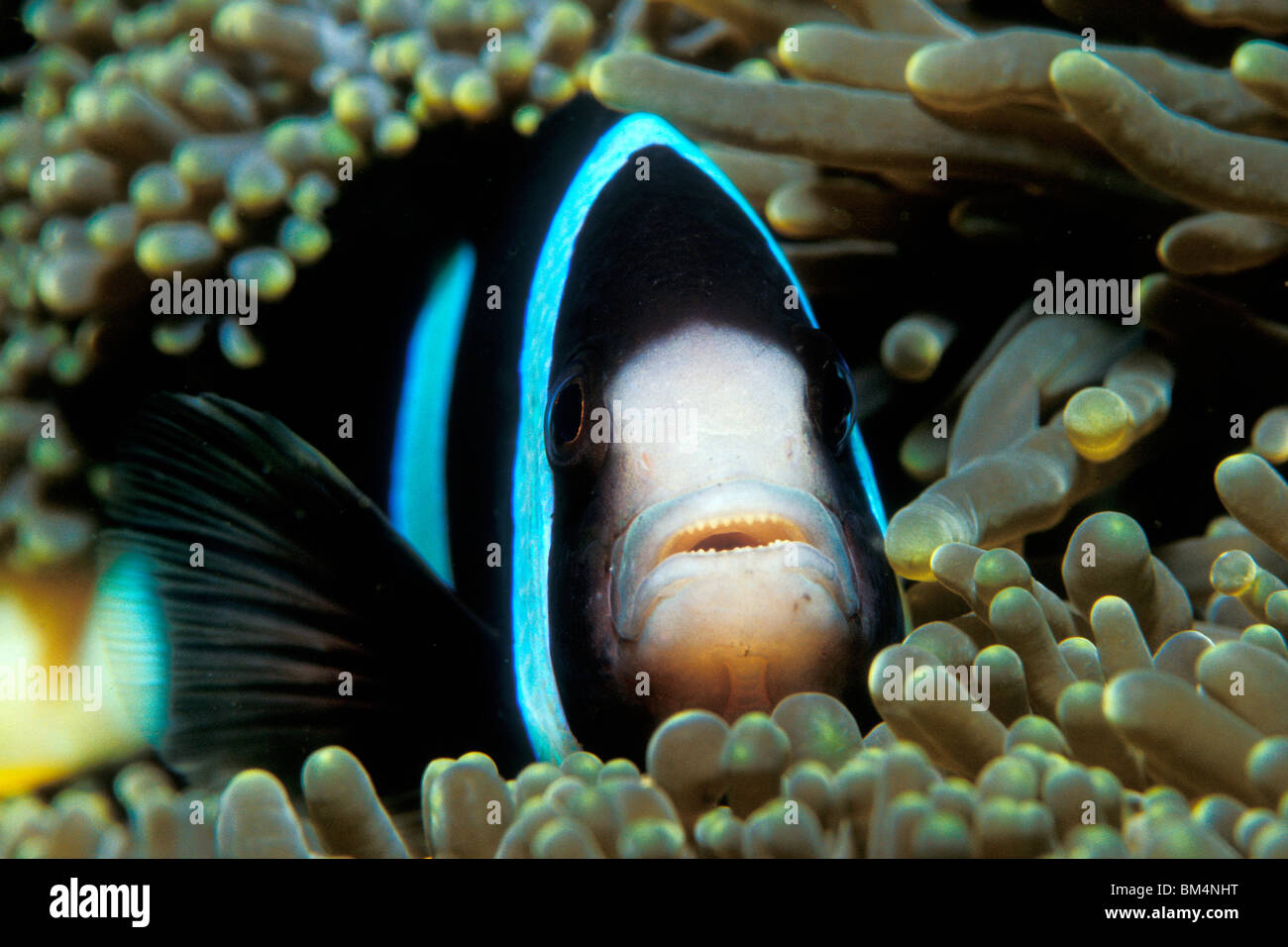 Clarks Anemonefish, Amphiprion clarkii, Puerto Galera, Mindoro Island, Filippine Foto Stock