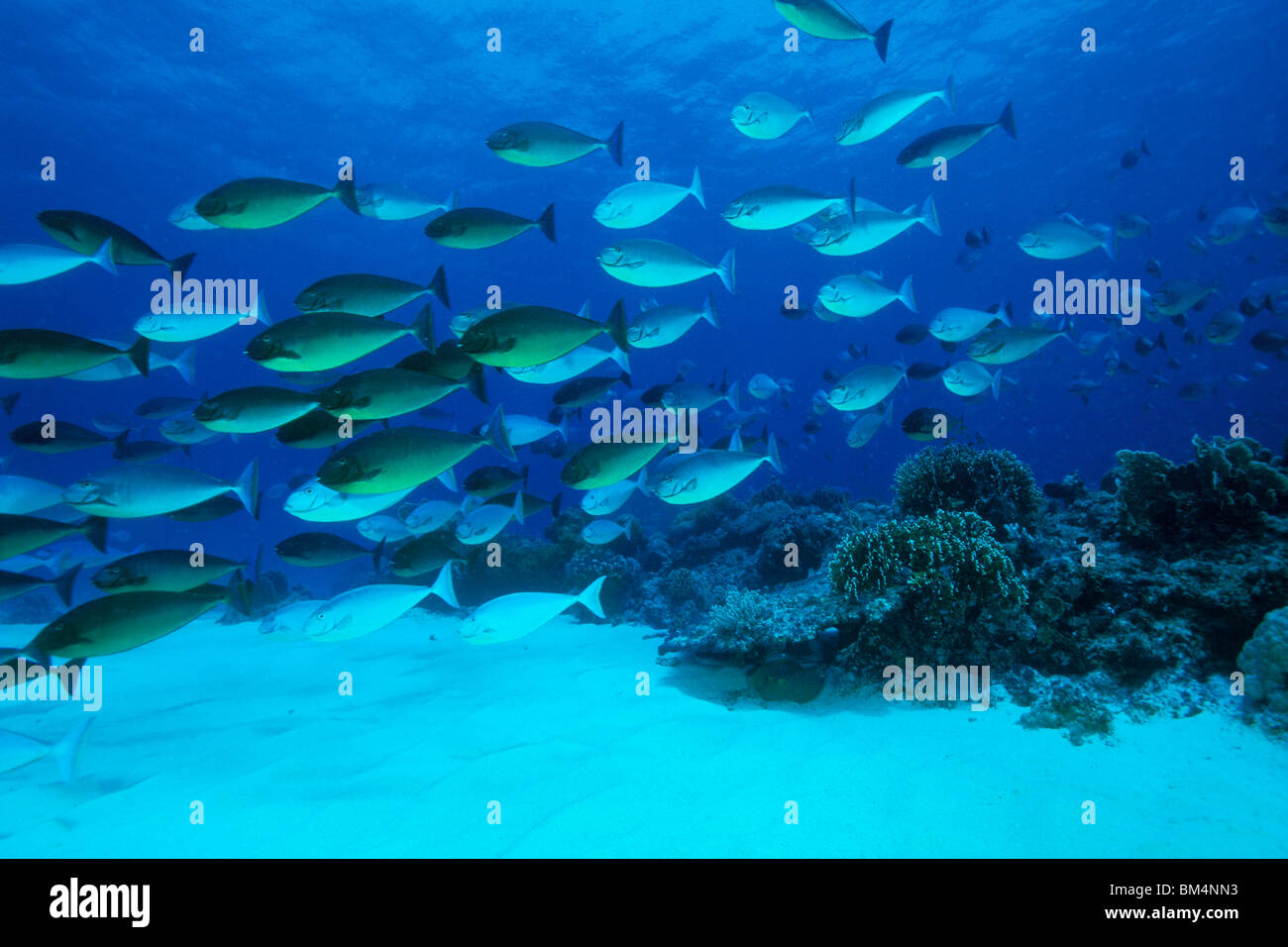 Secca di Surgeonfishes, Naso hexacanthus, di Tubbataha Reef, Atollo Nord, Mare di Sulu, Filippine Foto Stock