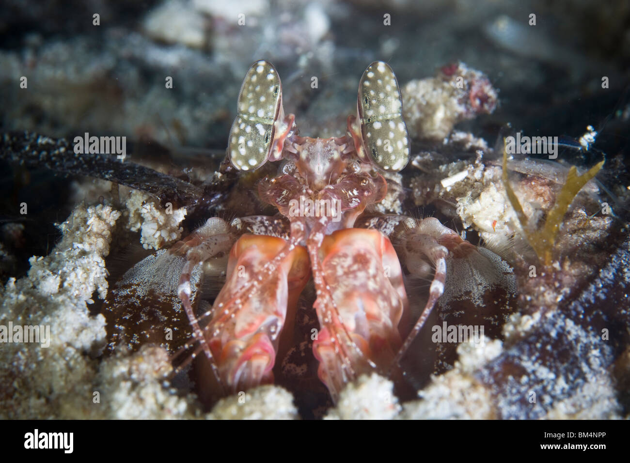 Occhi di infilzare Canocchia, Lysiosquillina sp., Cabilao Island, Visayas isole, Filippine Foto Stock