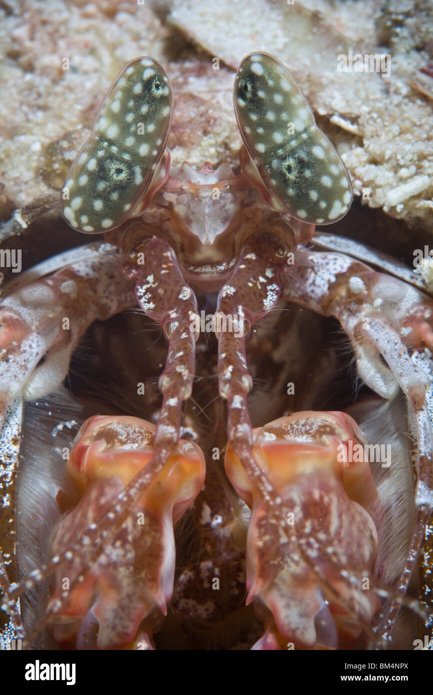 Occhi di infilzare Canocchia, Lysiosquillina sp., Cabilao Island, Visayas isole, Filippine Foto Stock