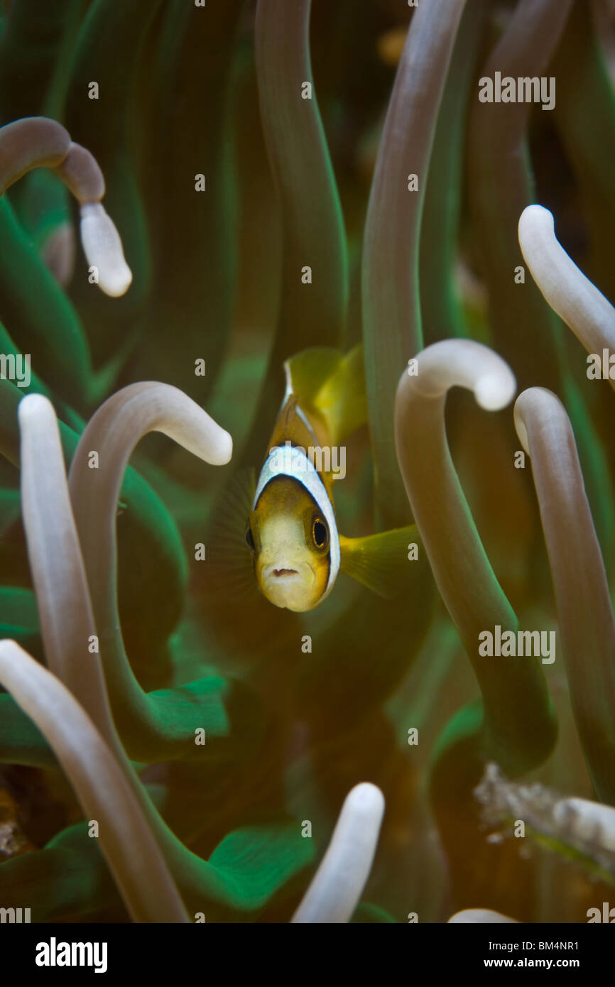 I capretti Clarks Anemonefish, Amphiprion clarkii, Cabilao Island, Visayas isole, Filippine Foto Stock