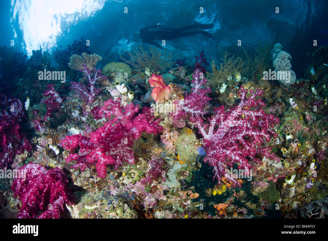 Colonia di rossi coralli molli, Dendronephthya sp., Raja Ampa, Papua occidentale, in Indonesia Foto Stock