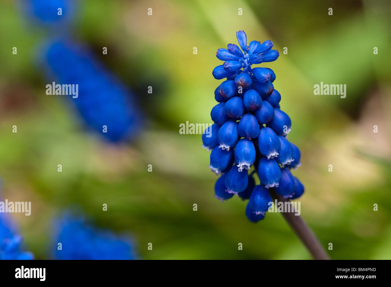 Uva comune Giacinto, Muscari botryoides Foto Stock