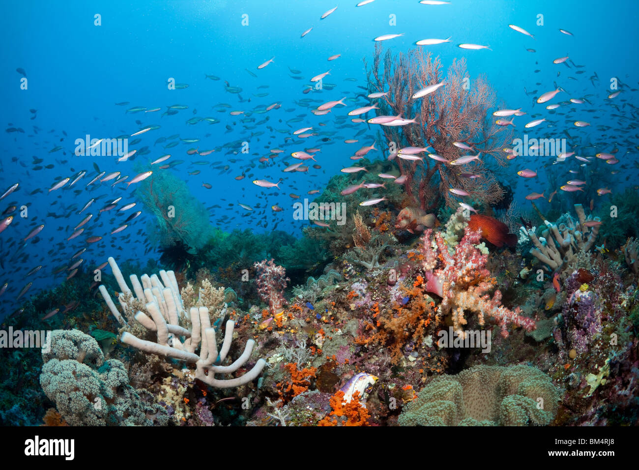 Colorata Barriera Corallina, Raja Ampat, Papua occidentale, in Indonesia Foto Stock