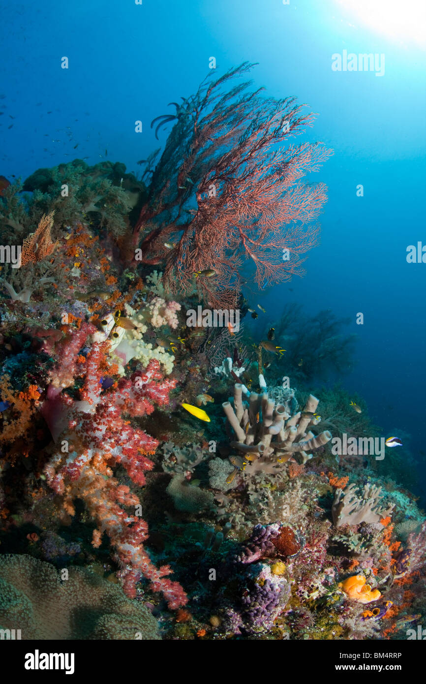 Coral Reef, Raja Ampat, Papua occidentale, in Indonesia Foto Stock