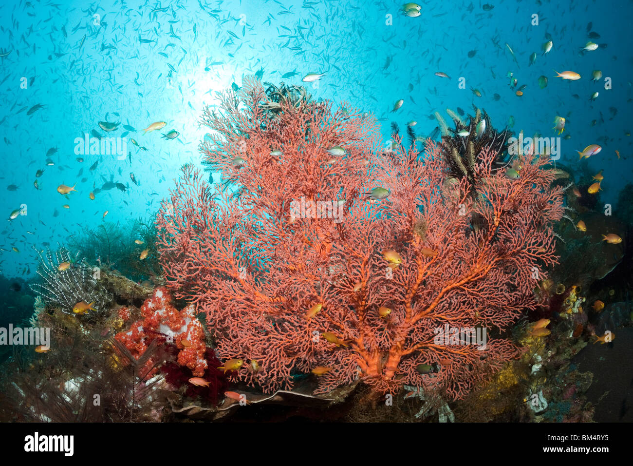 Ventilatore di mare in Coral Reef, Melithaea sp., Raja Ampat, Papua occidentale, in Indonesia Foto Stock