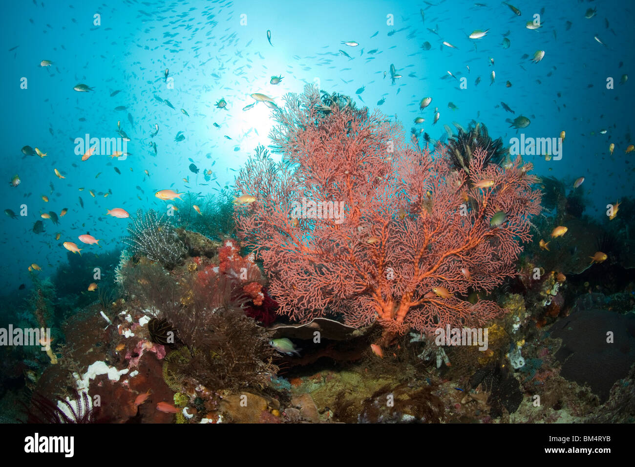 Ventilatore di mare in Coral Reef, Melithaea sp., Raja Ampat, Papua occidentale, in Indonesia Foto Stock