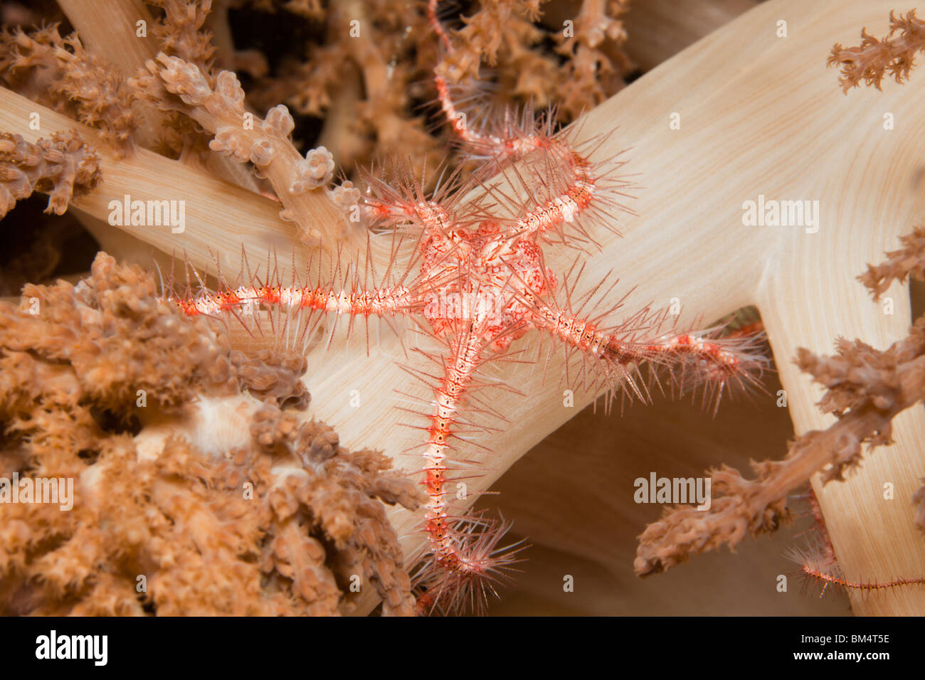 Red Star fragile, Ophiuroidea Raja Ampat, Papua occidentale, in Indonesia Foto Stock