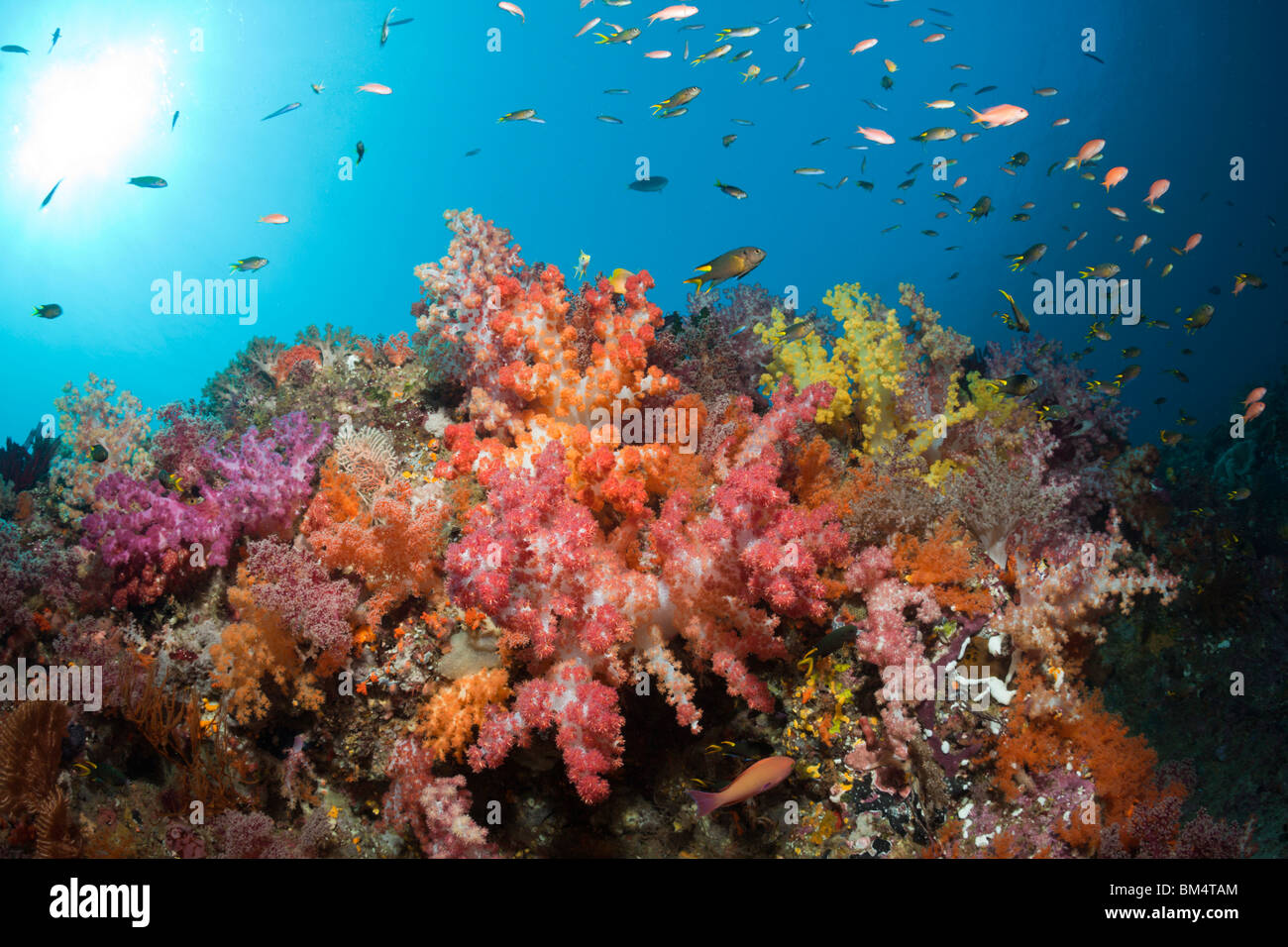 Colorati coralli molli, Dendronephthya sp., Raja Ampat, Papua occidentale, in Indonesia Foto Stock