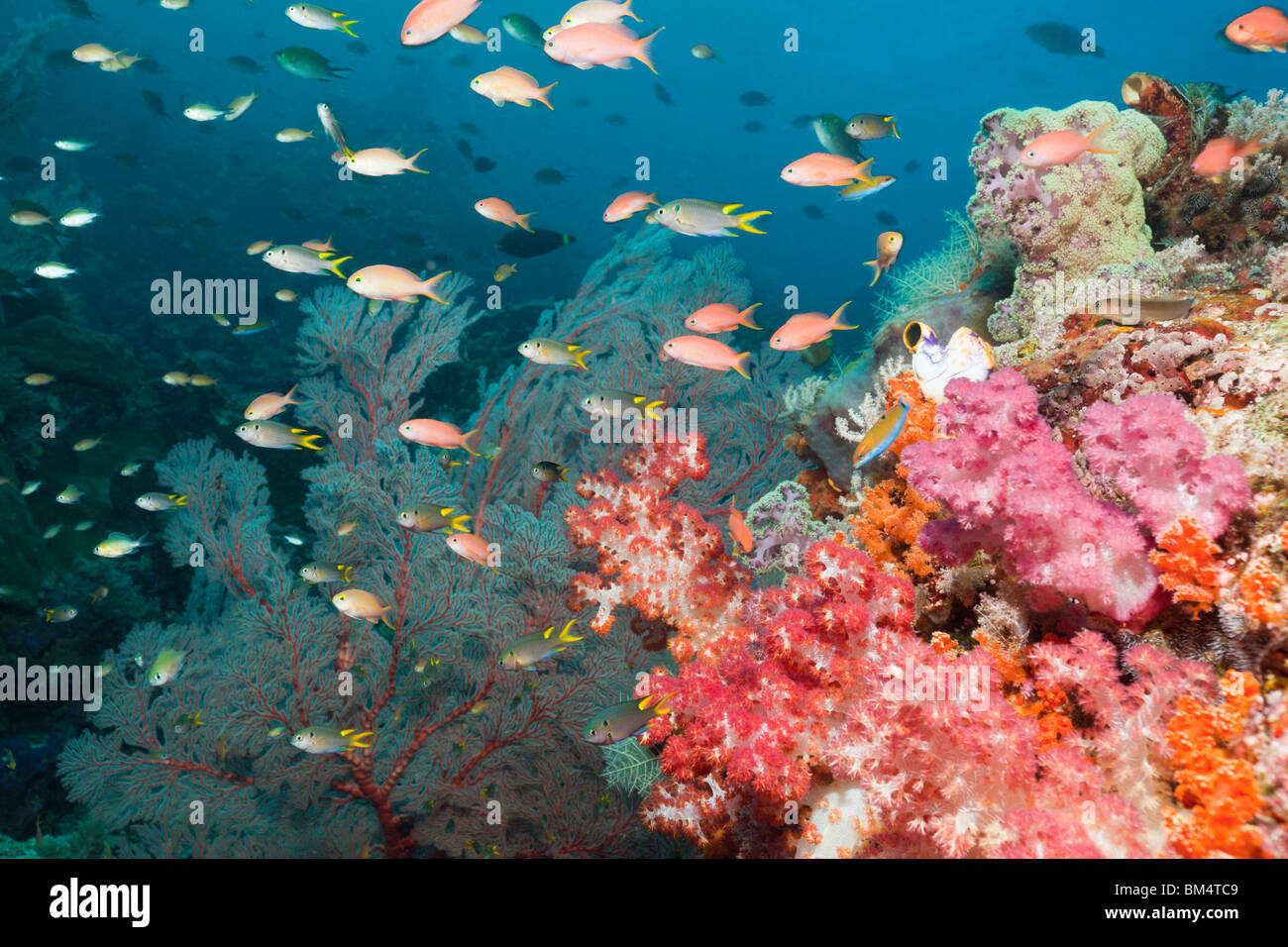 Anthias al Coral Reef, Pseudanthias squamipinnis Raja Ampat, Papua occidentale, in Indonesia Foto Stock