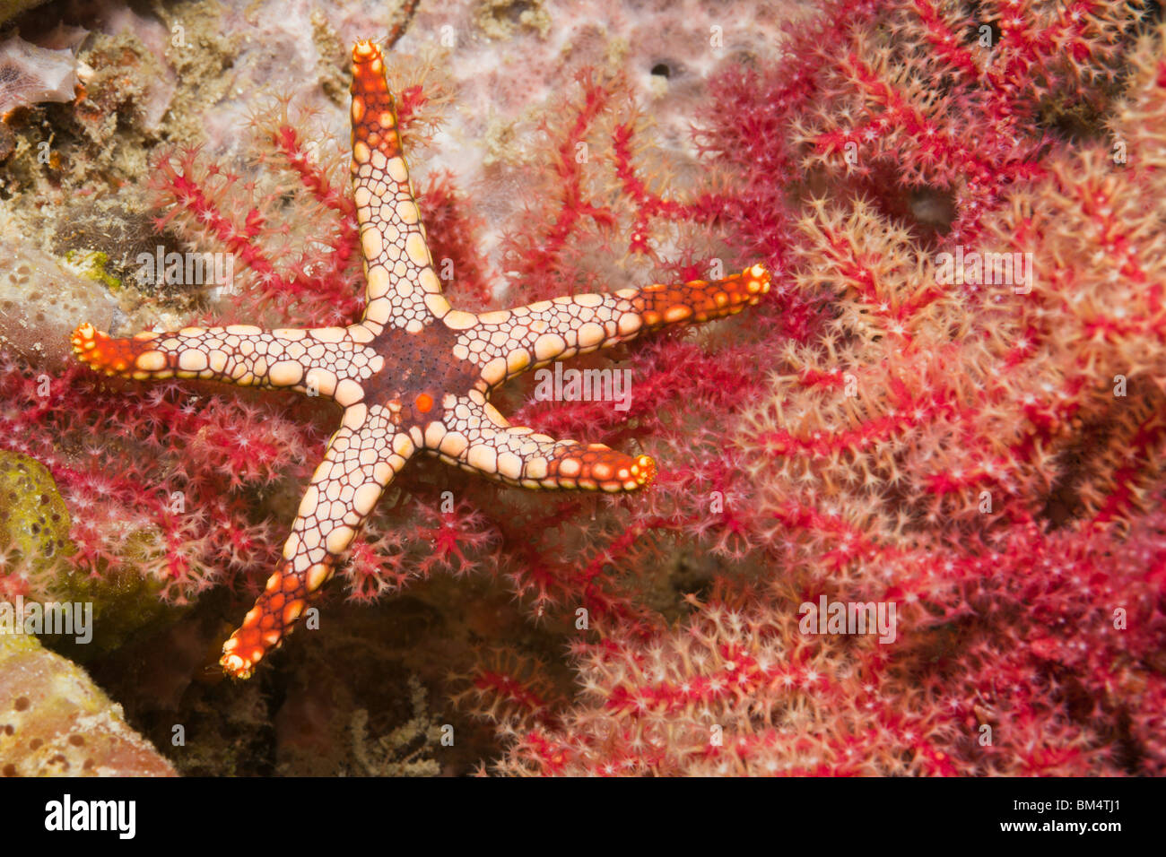 Maglia rossa Stella Marina, Fromia monilis Raja Ampat, Papua occidentale, in Indonesia Foto Stock