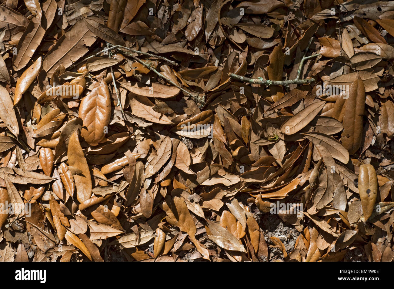 Cumulo di foglie secche nel viale di accesso Foto Stock