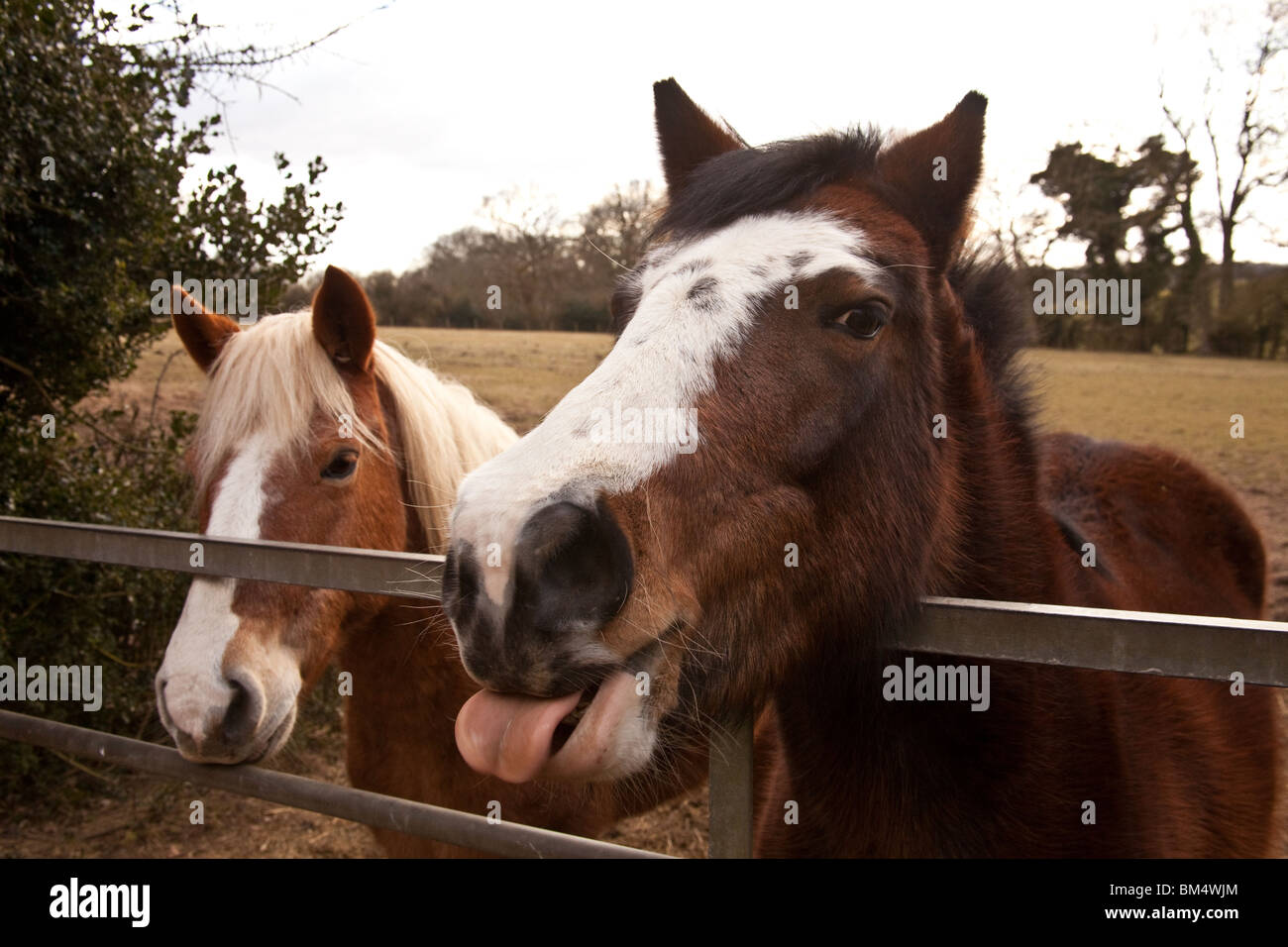 Grippaggio del cavallo la lingua fuori, Hampshire, Inghilterra. Foto Stock