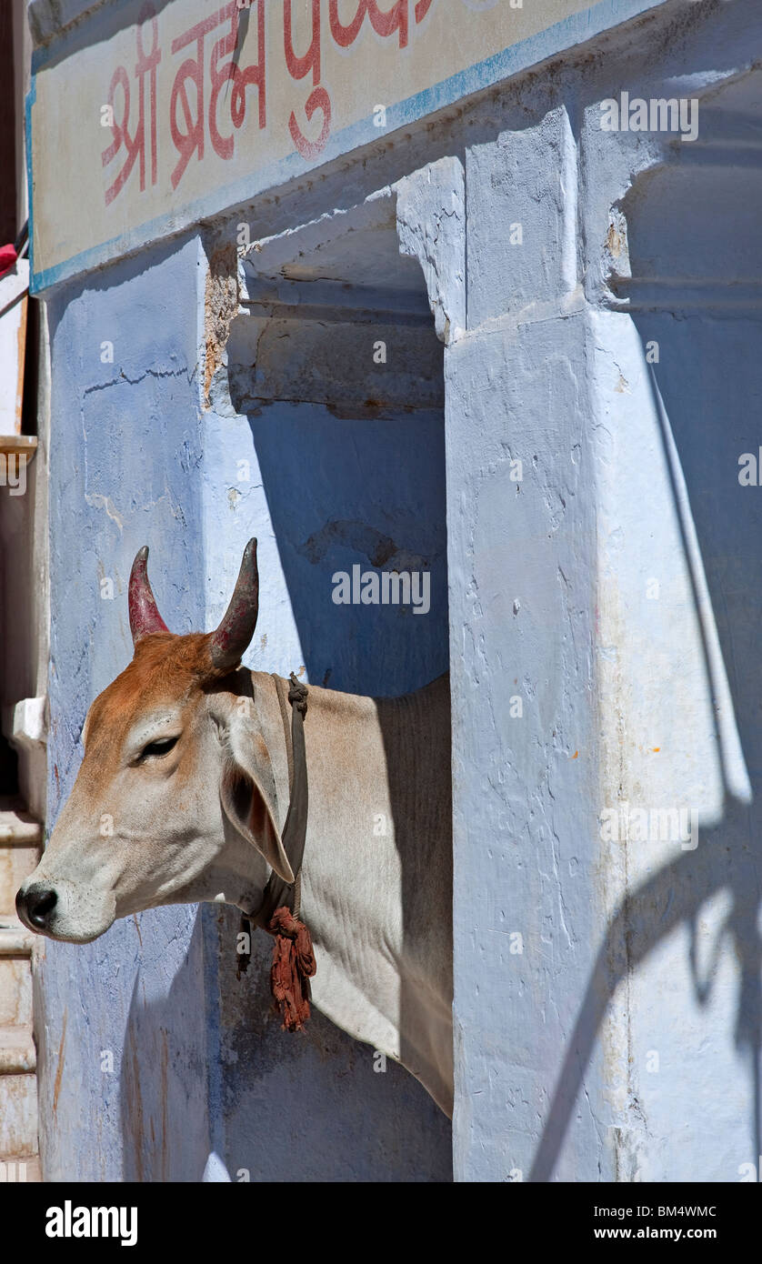 Vacca sacra. Pushkar. Il Rajasthan. India Foto Stock