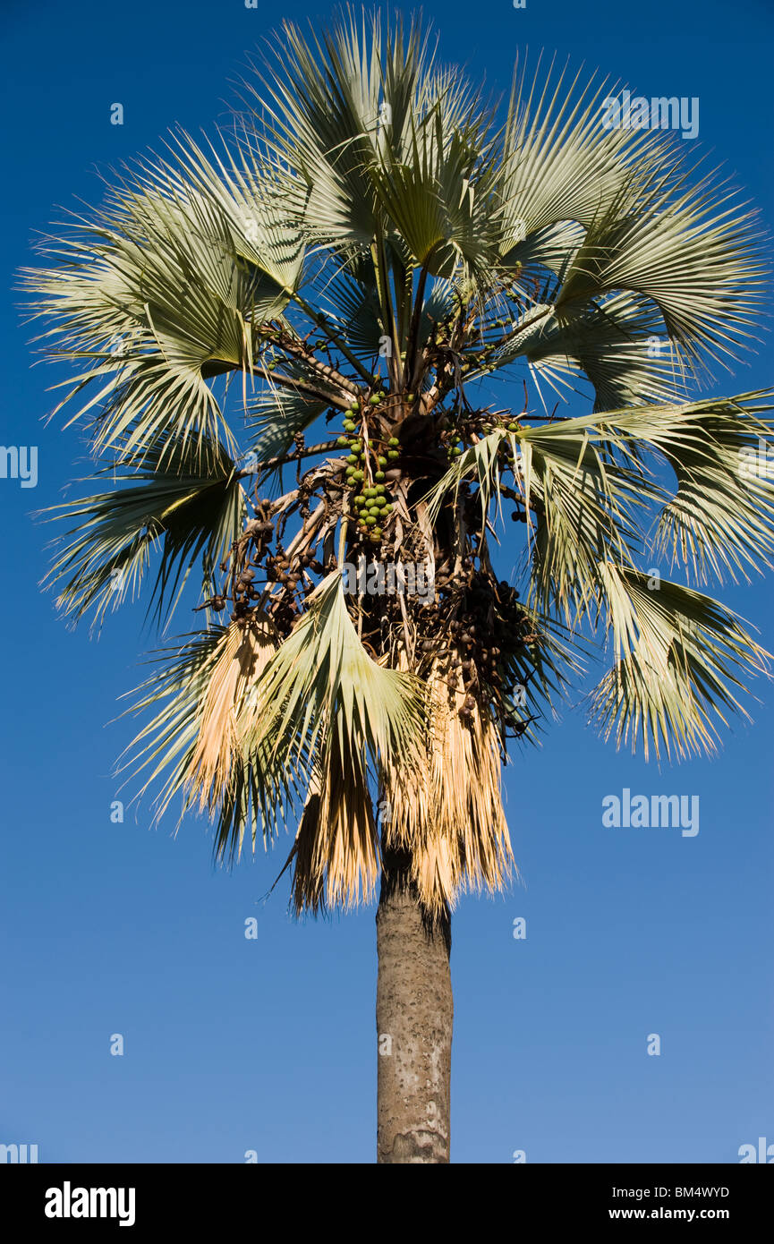 Makalani palms di Palmwag, Damaraland, Namibia. Foto Stock
